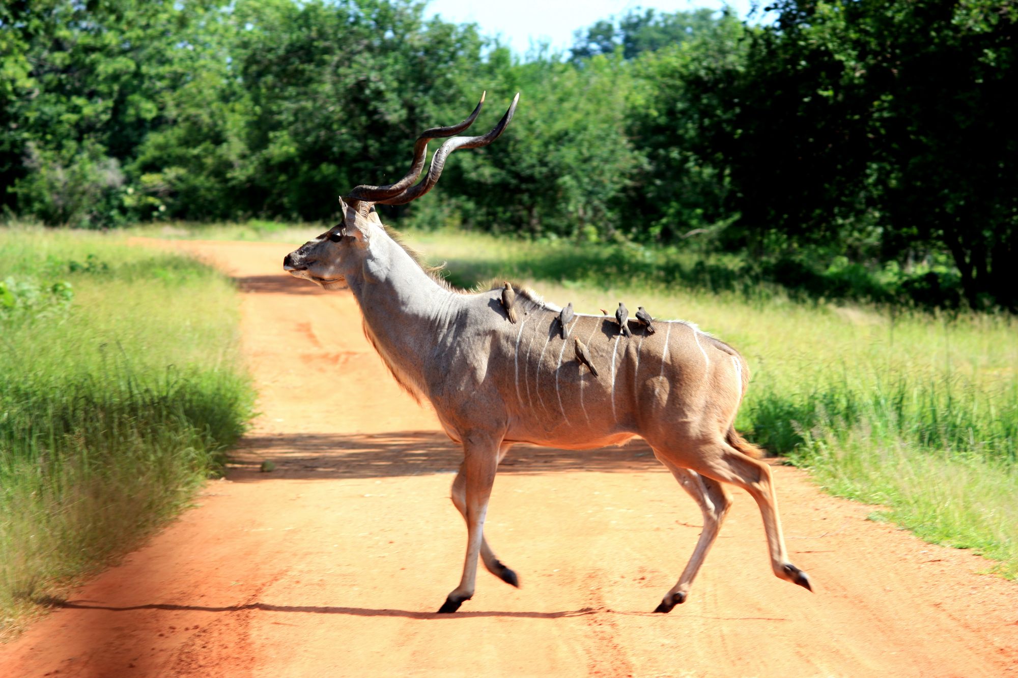 The kinetic Kudu is one of two species of antelope found in eastern and southern Africa.